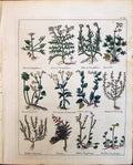 Old Savin Herbs Saxifrage Samphire Sanicle Summer Savory Culpeper C18 19th