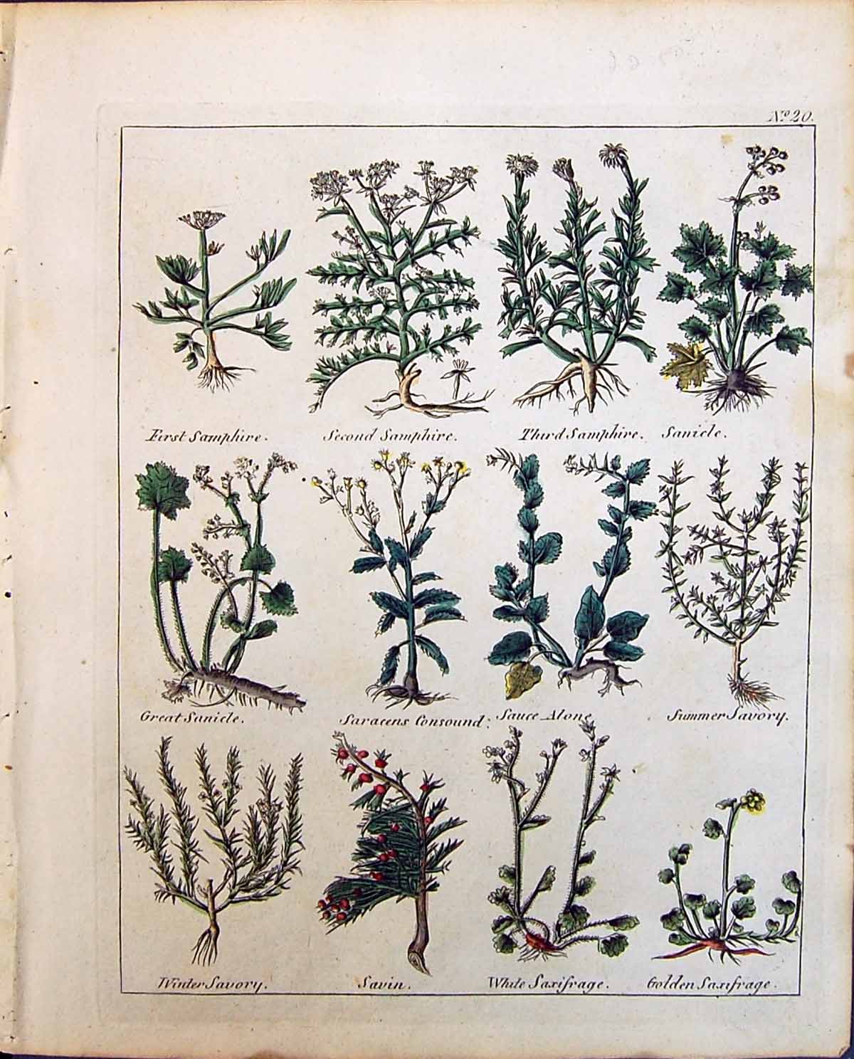 Old Savin Herbs Saxifrage Samphire Sanicle Summer Savory Culpeper C18 19th