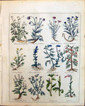 Old Herbs Saxifrage Scabious Service Tree Shepherds Purse Sorrel Wort