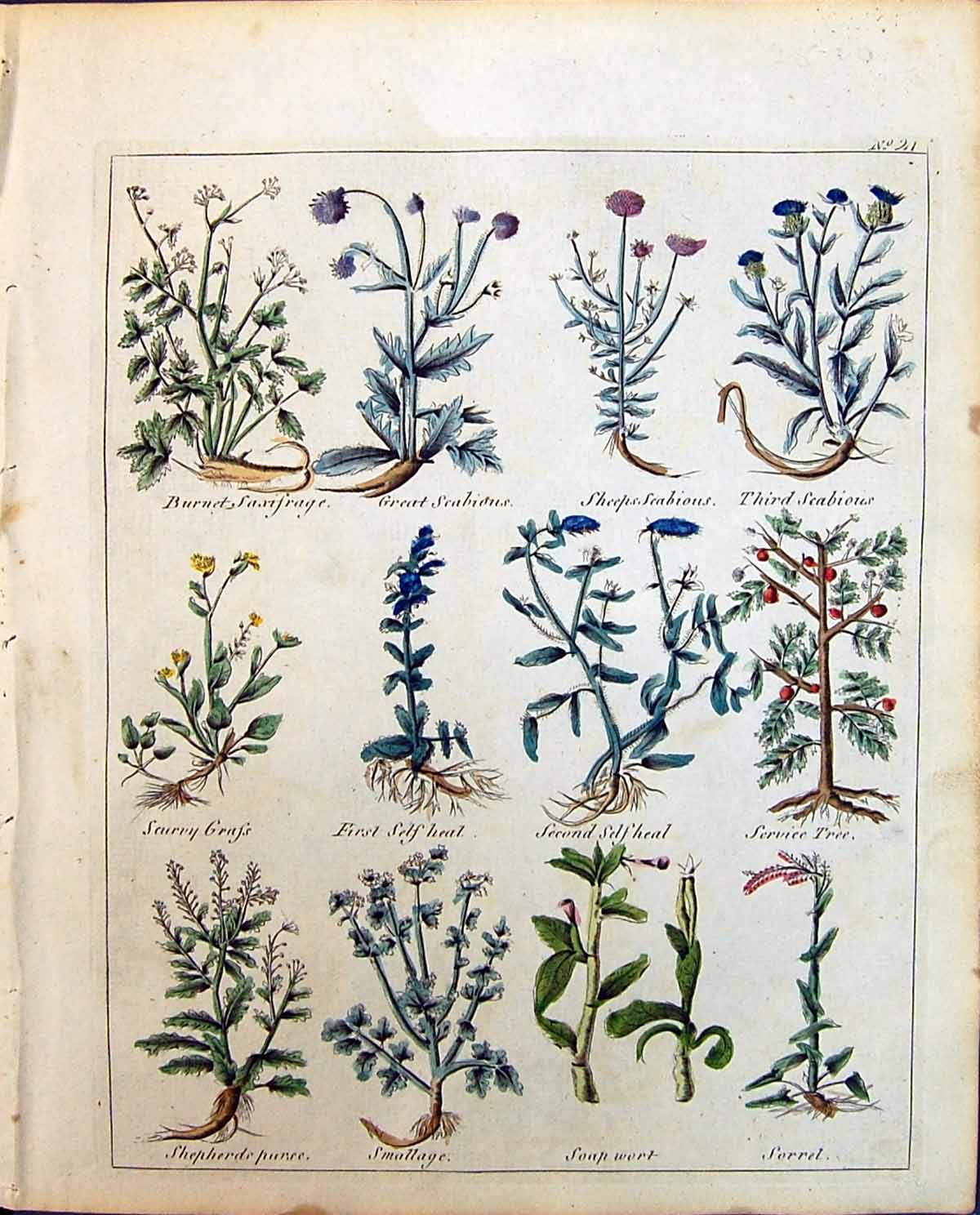 Old Herbs Saxifrage Scabious Service Tree Shepherds Purse Sorrel Wort