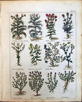 Old Herbs Black Thorn Fullers Thistle Treacle Mustard Thyme Canada Cu