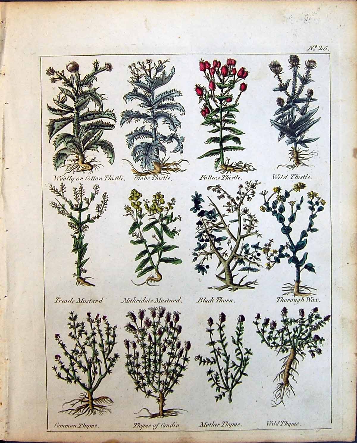 Old Herbs Black Thorn Fullers Thistle Treacle Mustard Thyme Canada Cu