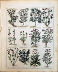 Old Culpeper C1857 Herbs Tormentil Turnsole Pearl Trefoil Garden Vale Victorian