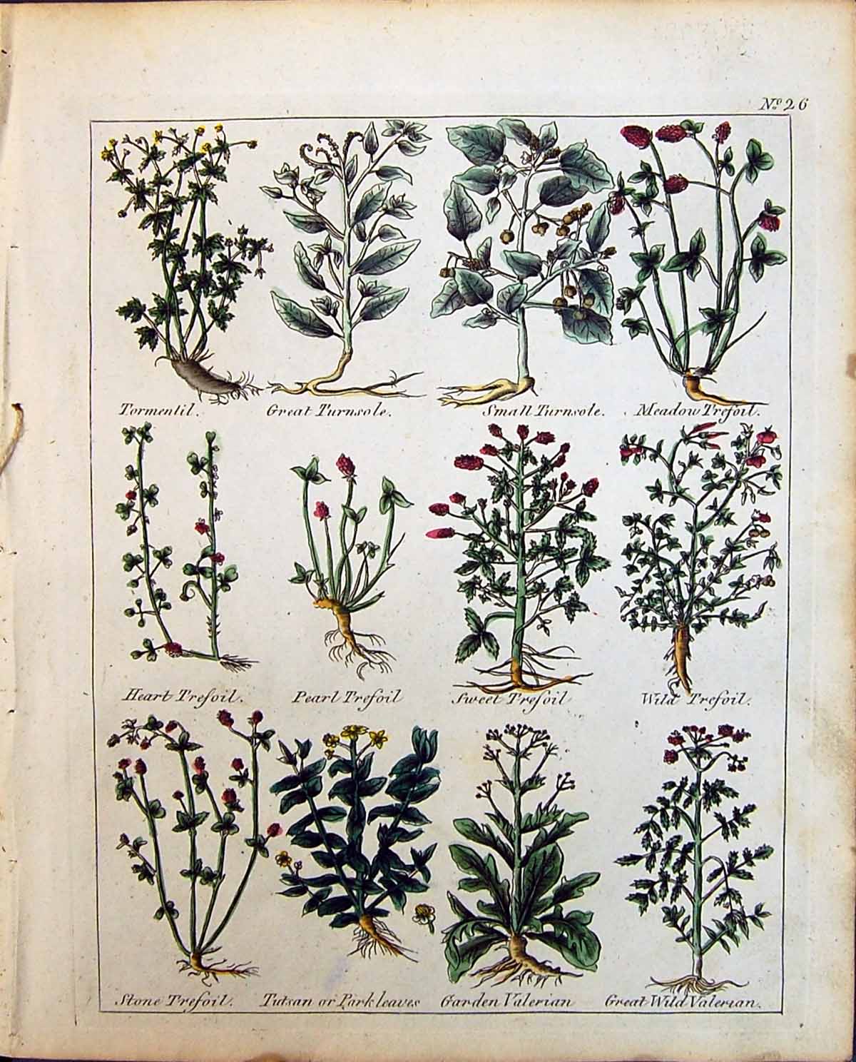 Old Culpeper C1857 Herbs Tormentil Turnsole Pearl Trefoil Garden Vale Victorian