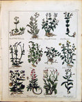 Old Herbs Valerian Purple Violets Vervain Wild Vipers Bugloss Culpepe