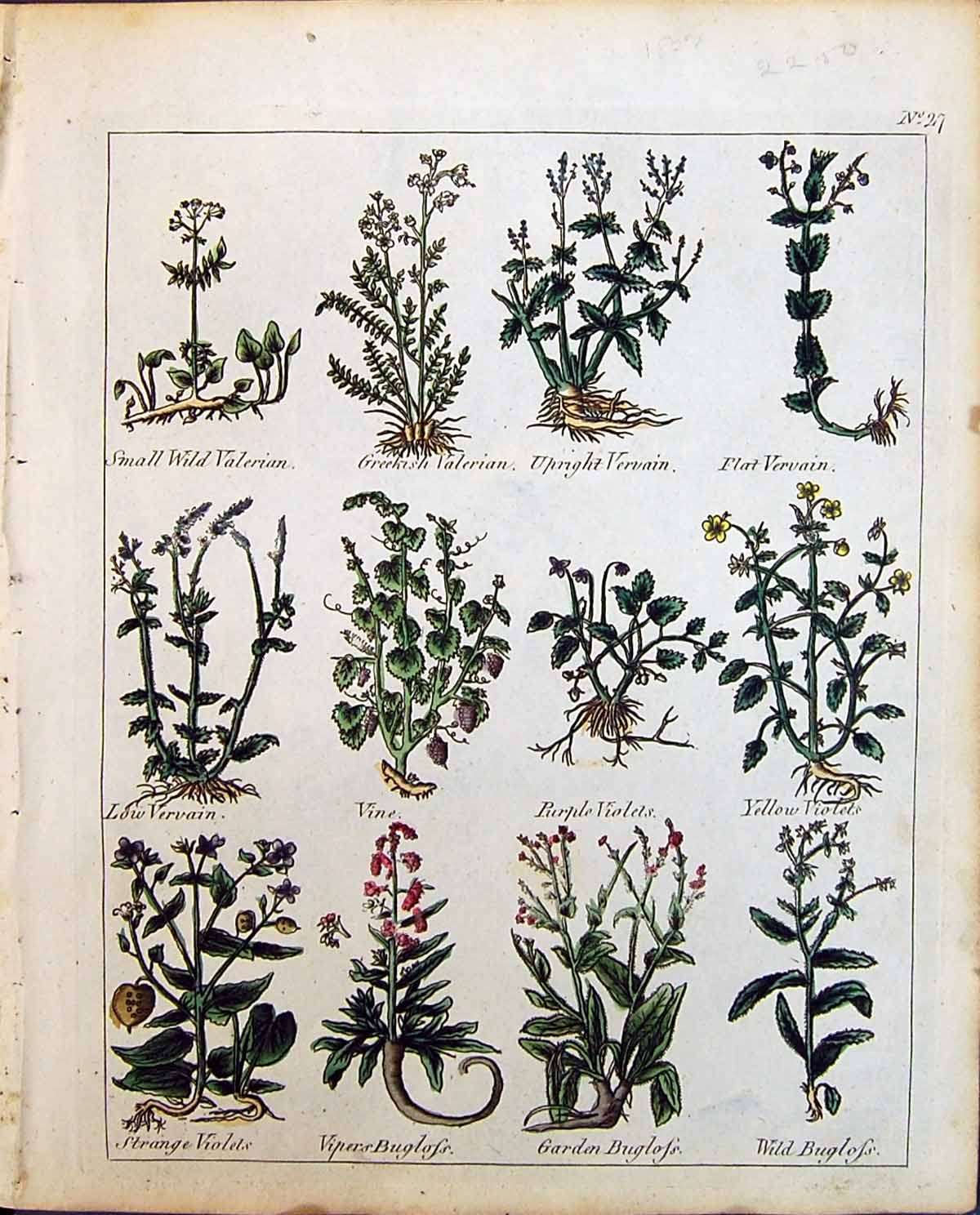 Old Herbs Valerian Purple Violets Vervain Wild Vipers Bugloss Culpepe
