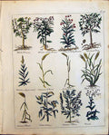Old Herbs White Willow Woad Gilly Flower Dyerswood Wheat Walnut Culpe