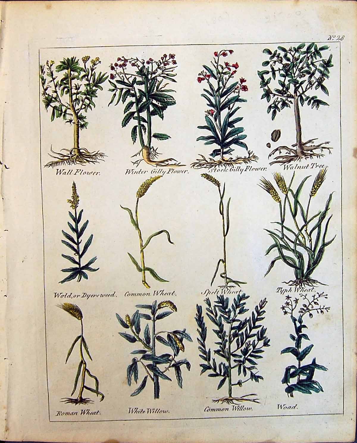 Old Herbs White Willow Woad Gilly Flower Dyerswood Wheat Walnut Culpe