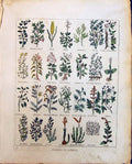Old Herbs Bishops Weed Basil Barley Beans Bryony Birch Tree Beets Cul