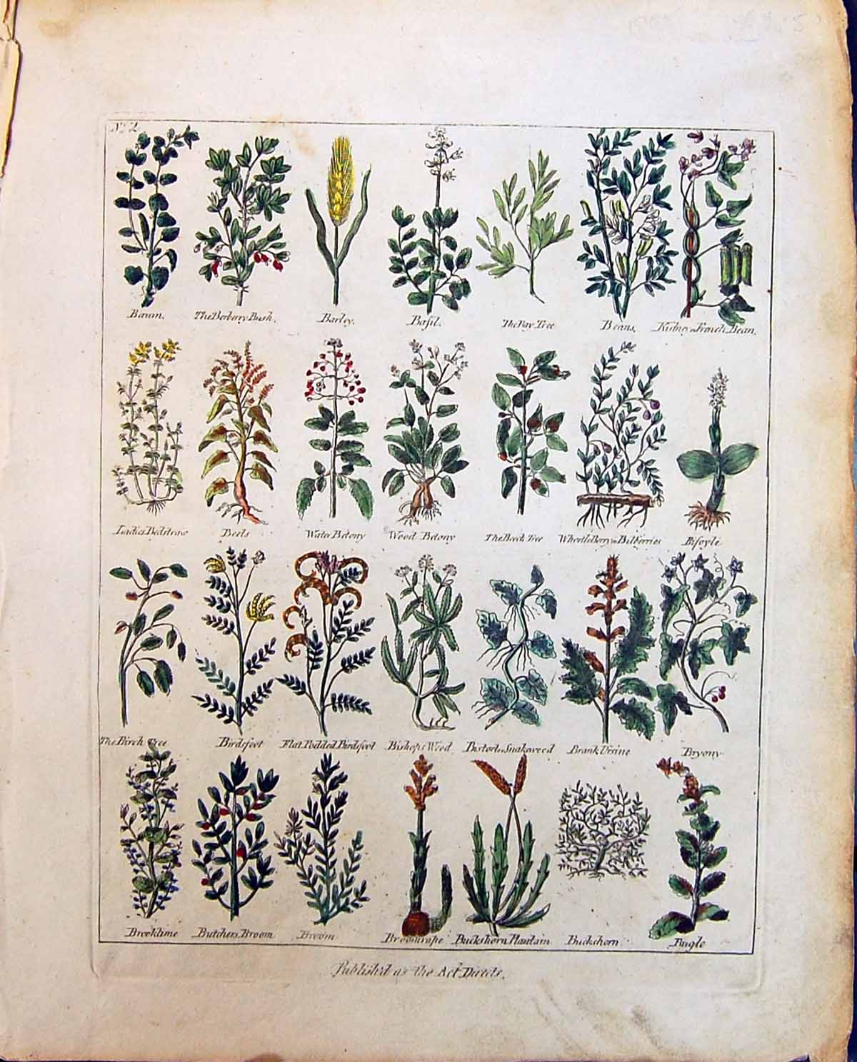 Old Herbs Bishops Weed Basil Barley Beans Bryony Birch Tree Beets Cul