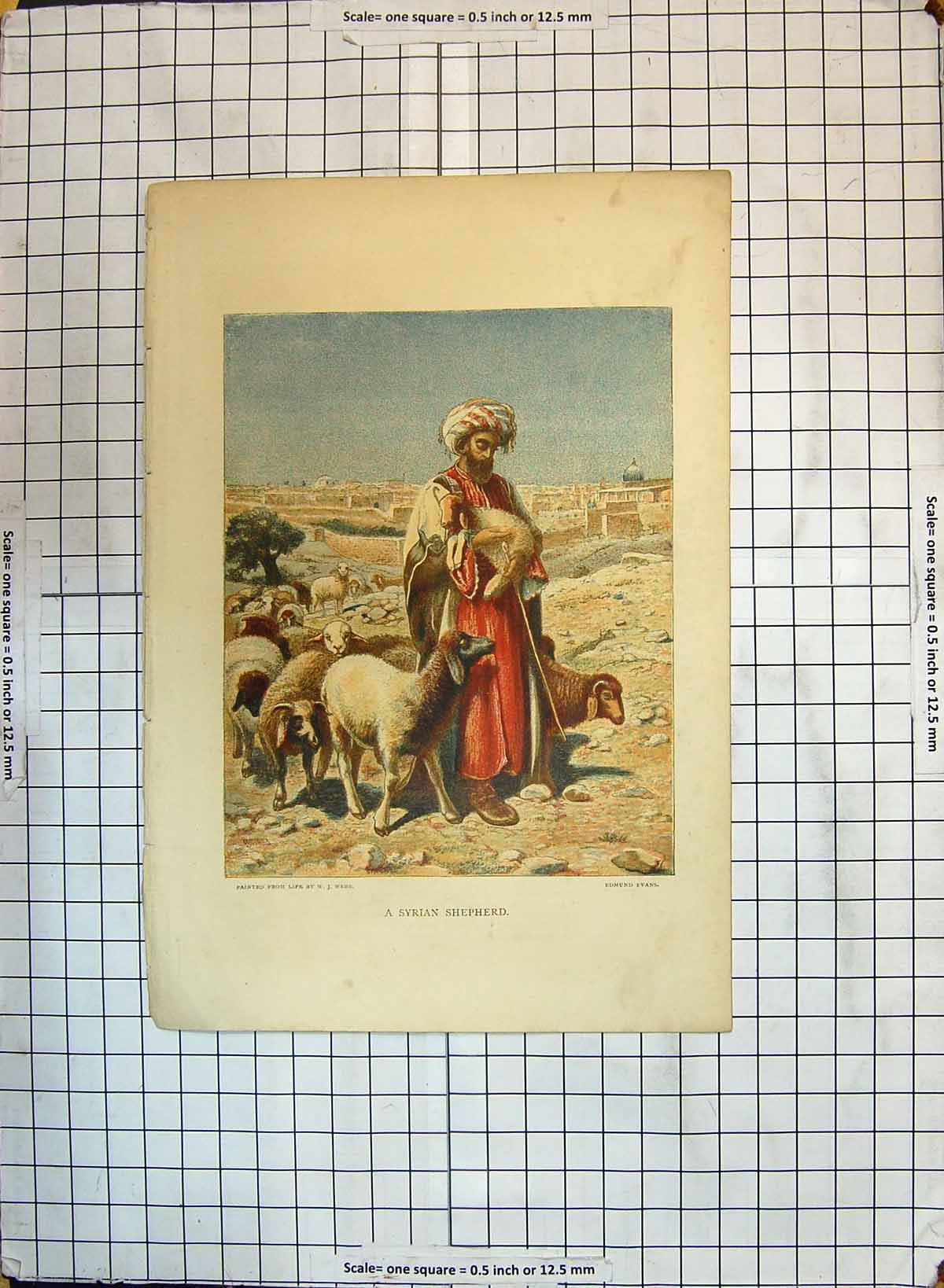 Original Old Antique Print Colour Syrian Shepherd Sheep Animals Evans Webb 20th