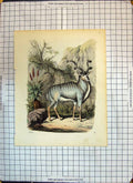 Original Old Antique Print Colour Mountain Goat 1855 19th Century