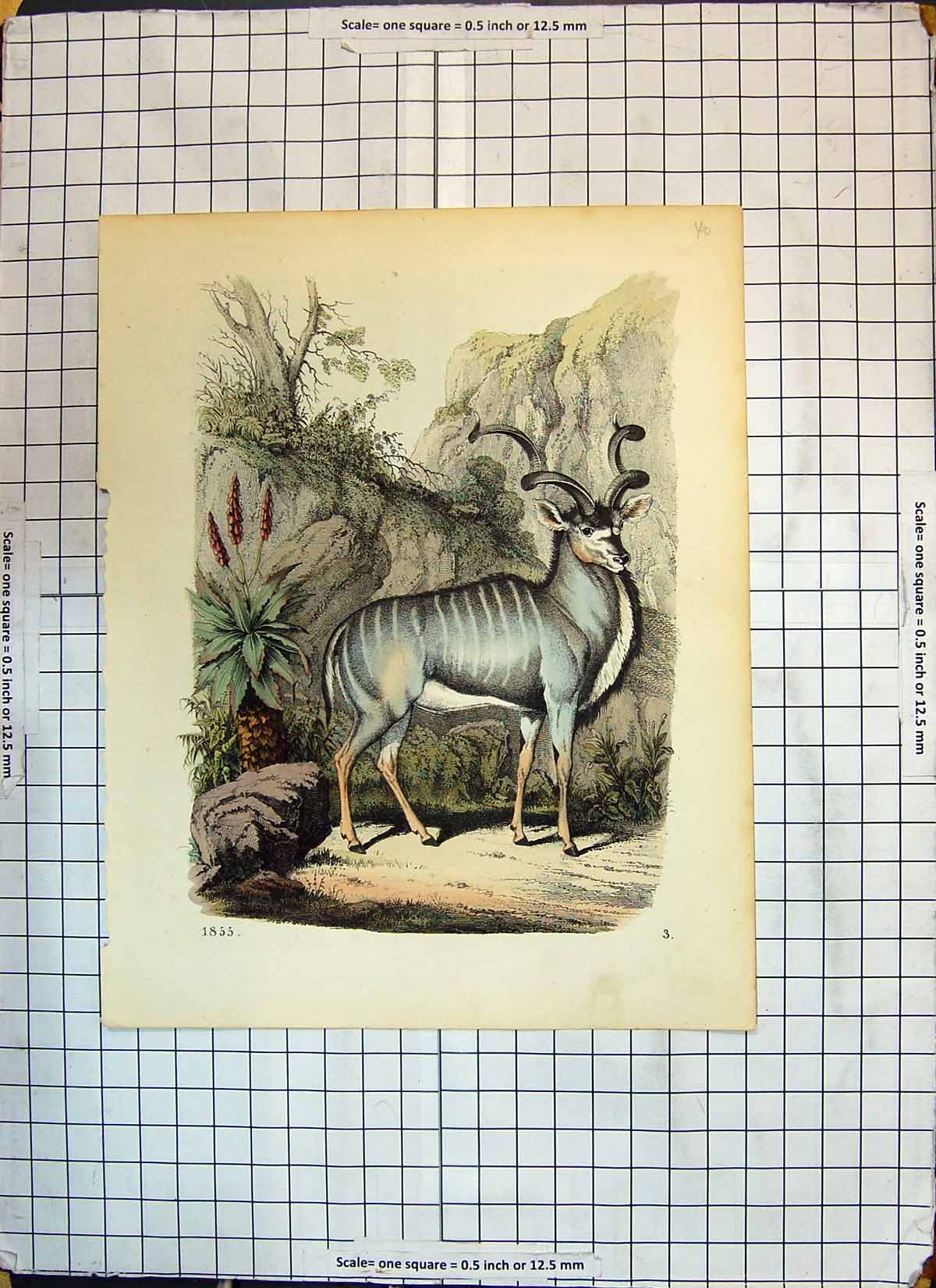 Original Old Antique Print Colour Mountain Goat 1855 19th Century