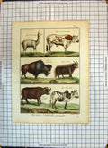 Antique Old Print Colour Lama Taureau Animals Bison Zebu Buffle Buffalo Cow