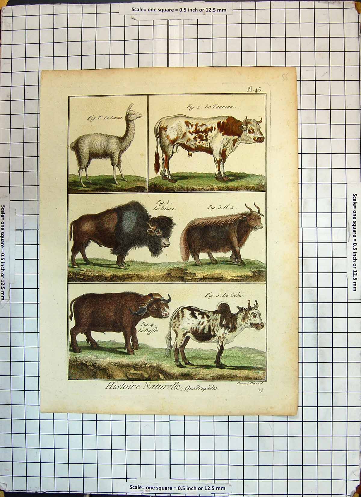 Antique Old Print Colour Lama Taureau Animals Bison Zebu Buffle Buffalo Cow