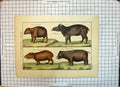 Old Antique Print Colour Animals Tapir Maipouri Cabiai Hippopotame Hippo
