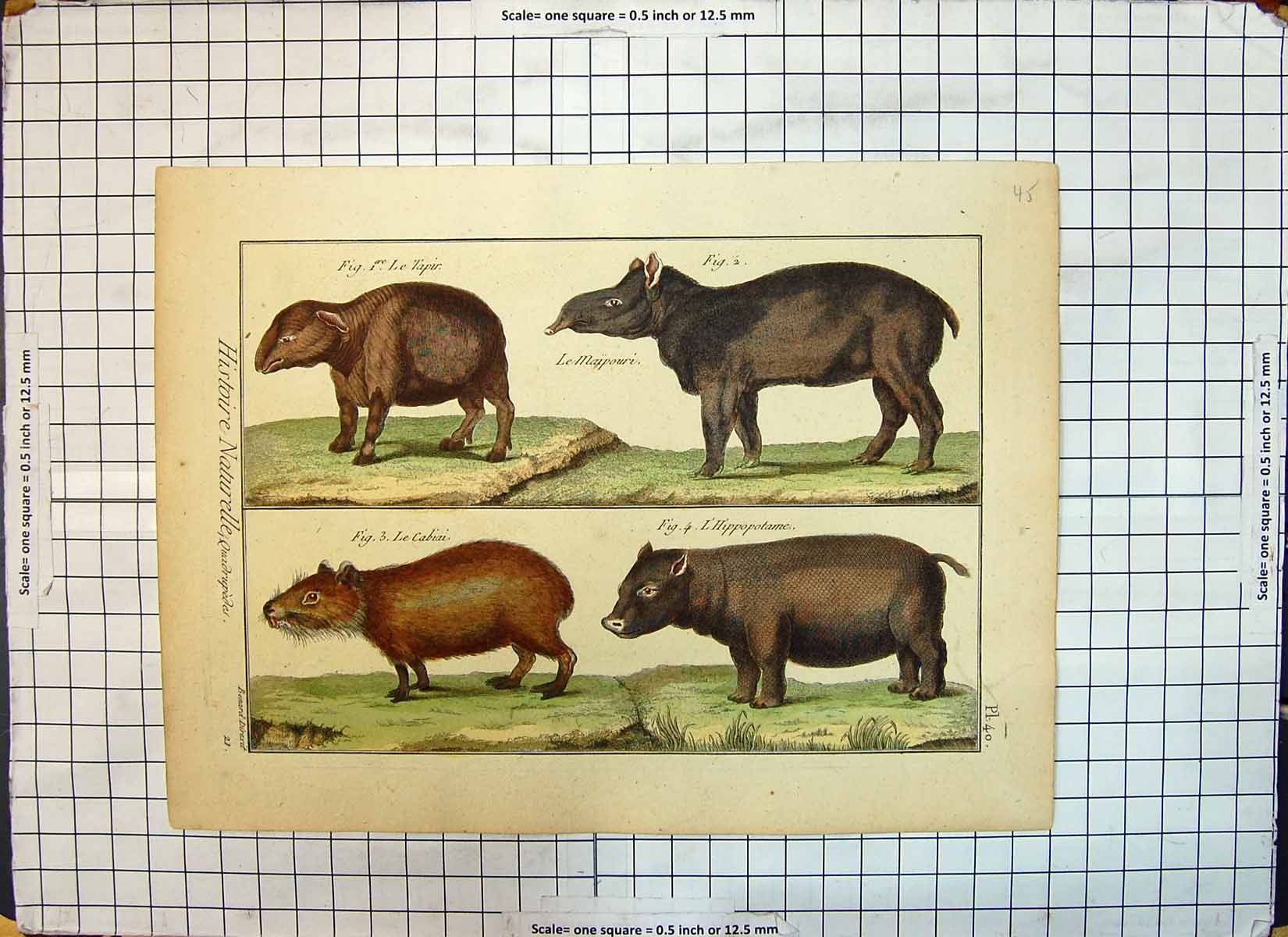 Old Antique Print Colour Animals Tapir Maipouri Cabiai Hippopotame Hippo