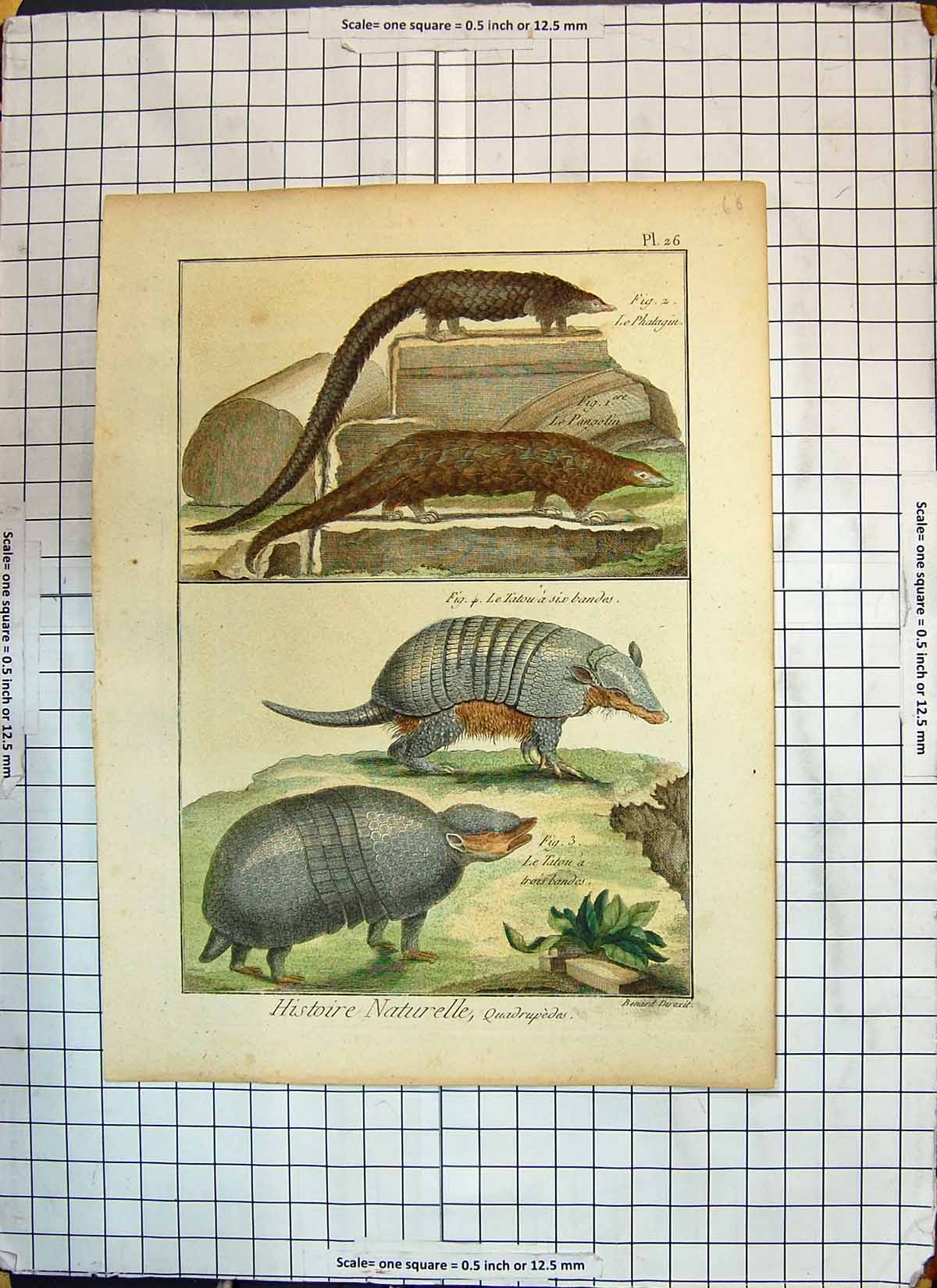 Original Old Antique Print Colour Bandes Tatou Phatagin Pangotin Animals