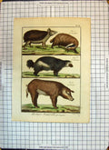 Antique Old Print Colour Animals Verrat Glouton Carcajou Badger Pig Oreilles