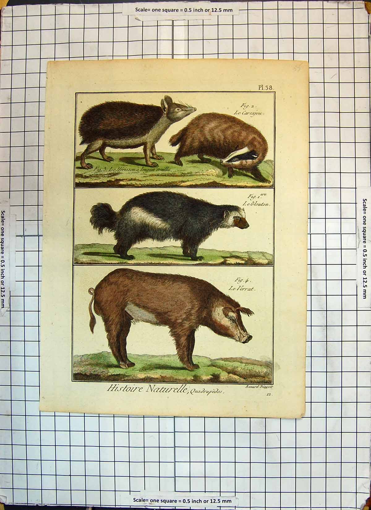 Antique Old Print Colour Animals Verrat Glouton Carcajou Badger Pig Oreilles