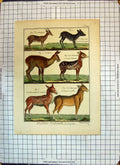 Original Old Antique Print Colour Muse Surinan Blanches Orientales Animals