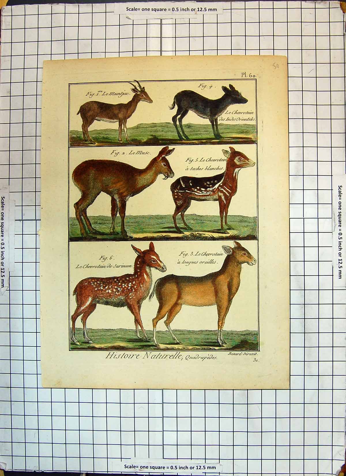 Original Old Antique Print Colour Muse Surinan Blanches Orientales Animals