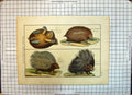 Antique Old Print Colour Hedgehog Animals Herisson Malacca Siberie Amerique