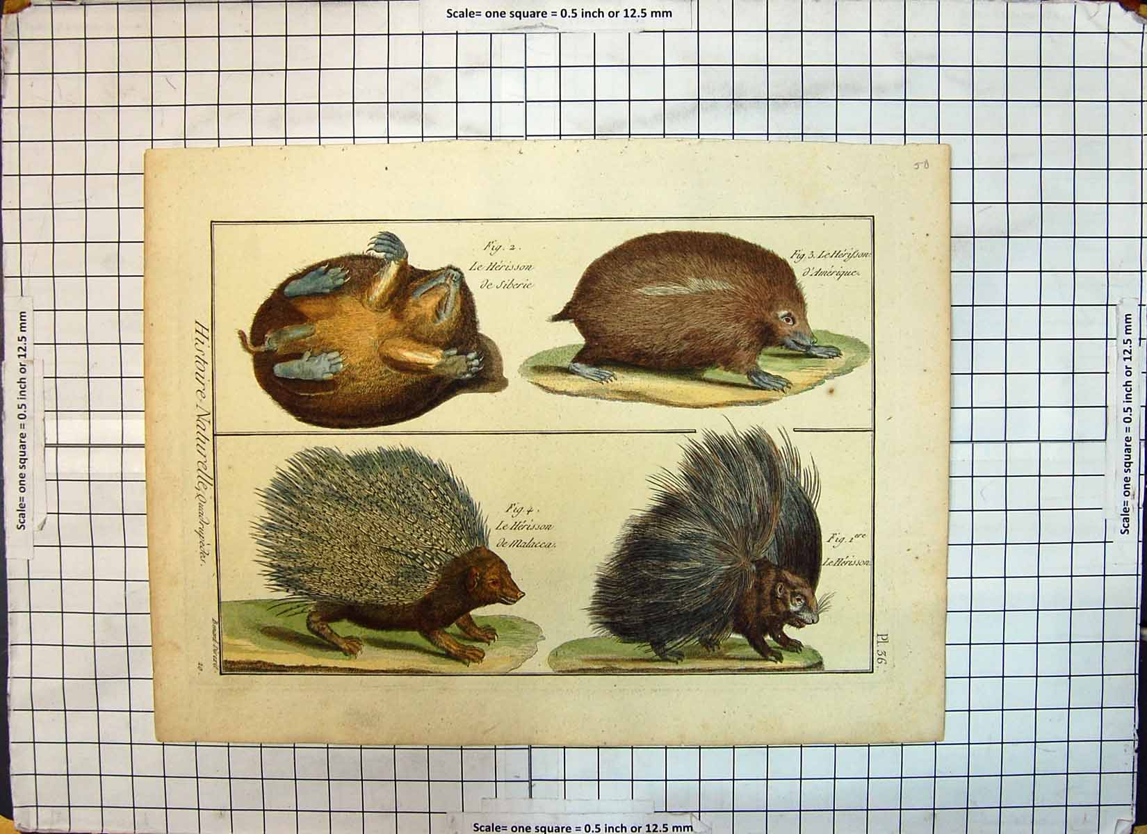 Antique Old Print Colour Hedgehog Animals Herisson Malacca Siberie Amerique