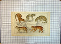 Original Old Antique Print Colour Leopards Wild Cats Fullarton