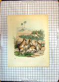 Original Old Antique Print Colour Hare-Mouse Like Animals Rodents