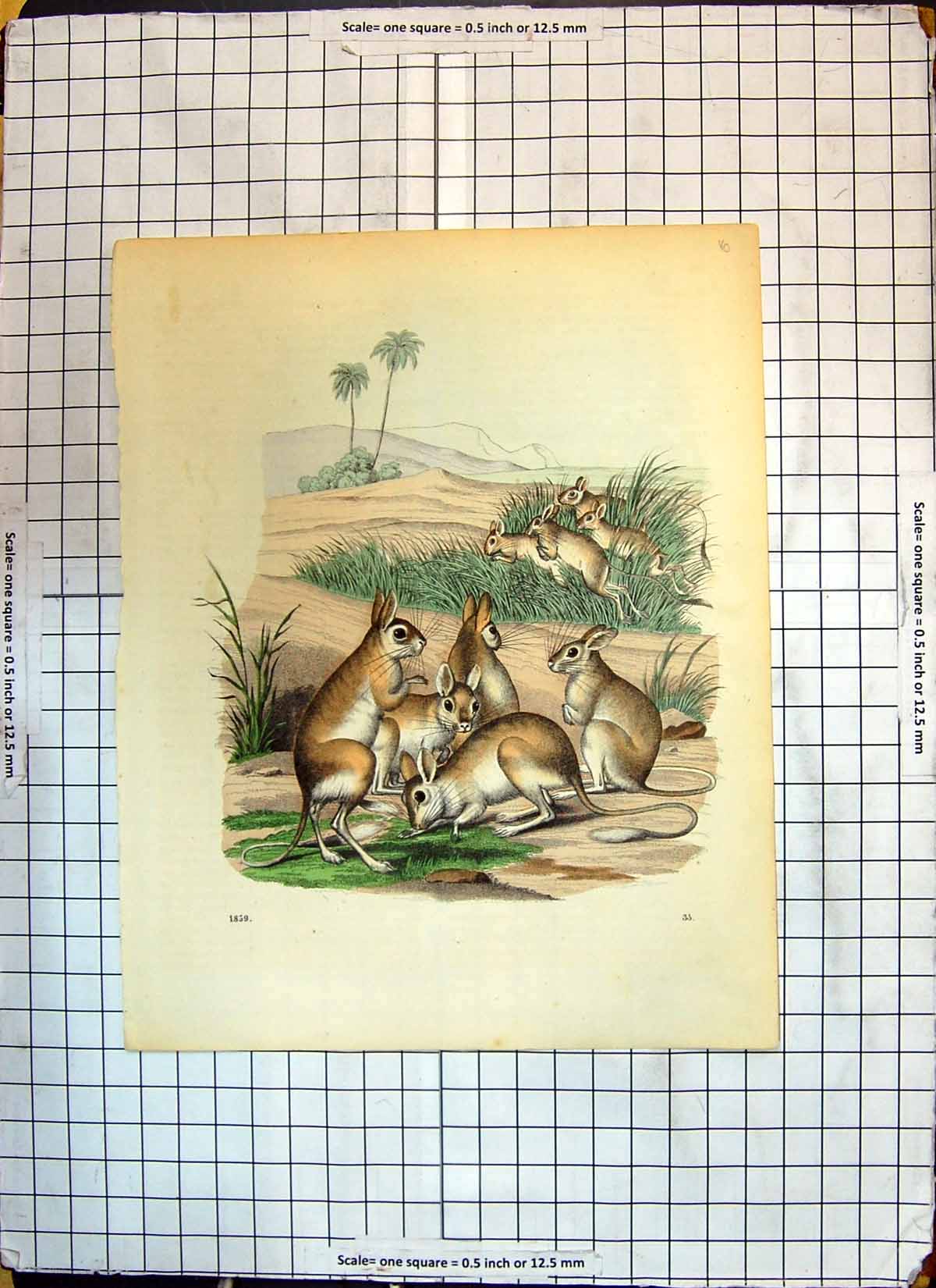 Original Old Antique Print Colour Hare-Mouse Like Animals Rodents