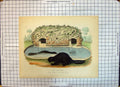 Original Old Antique Print Beavers Gardens Zoological Society Gardens Animals