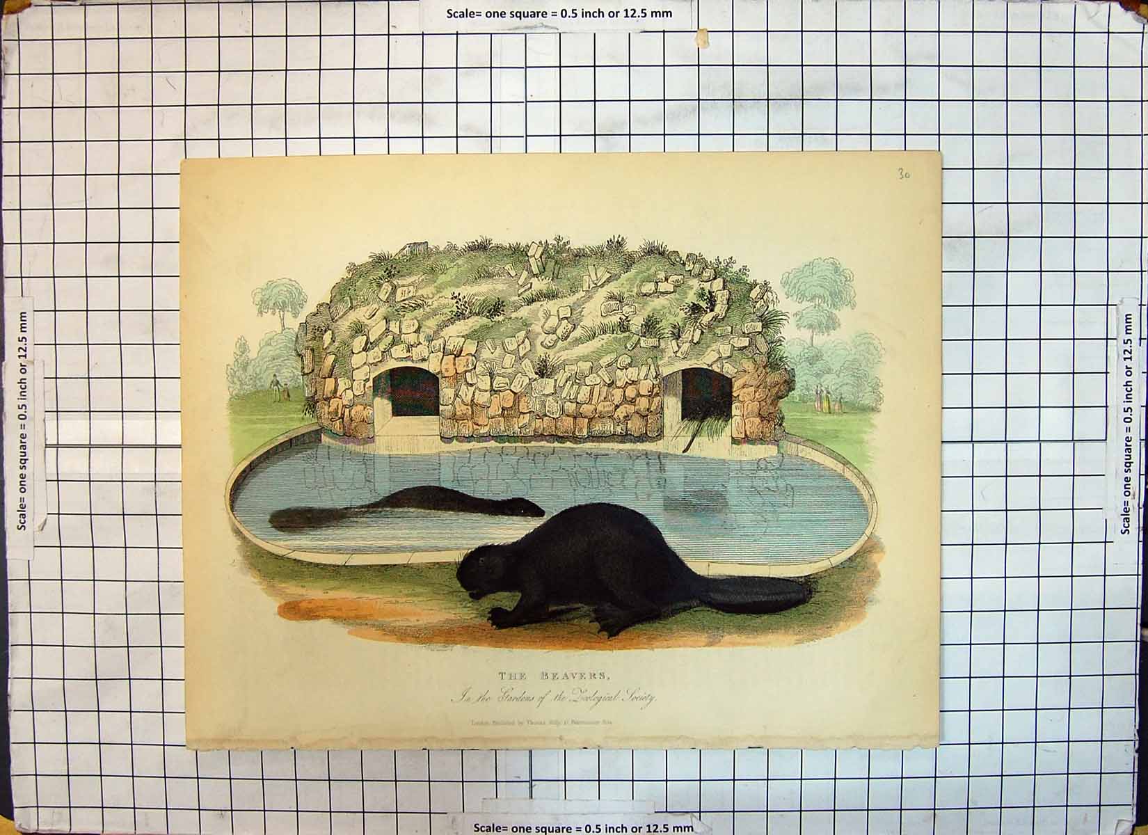 Original Old Antique Print Beavers Gardens Zoological Society Gardens Animals