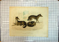Original Old Antique Print Jackals Zoological Society Gardens Animals