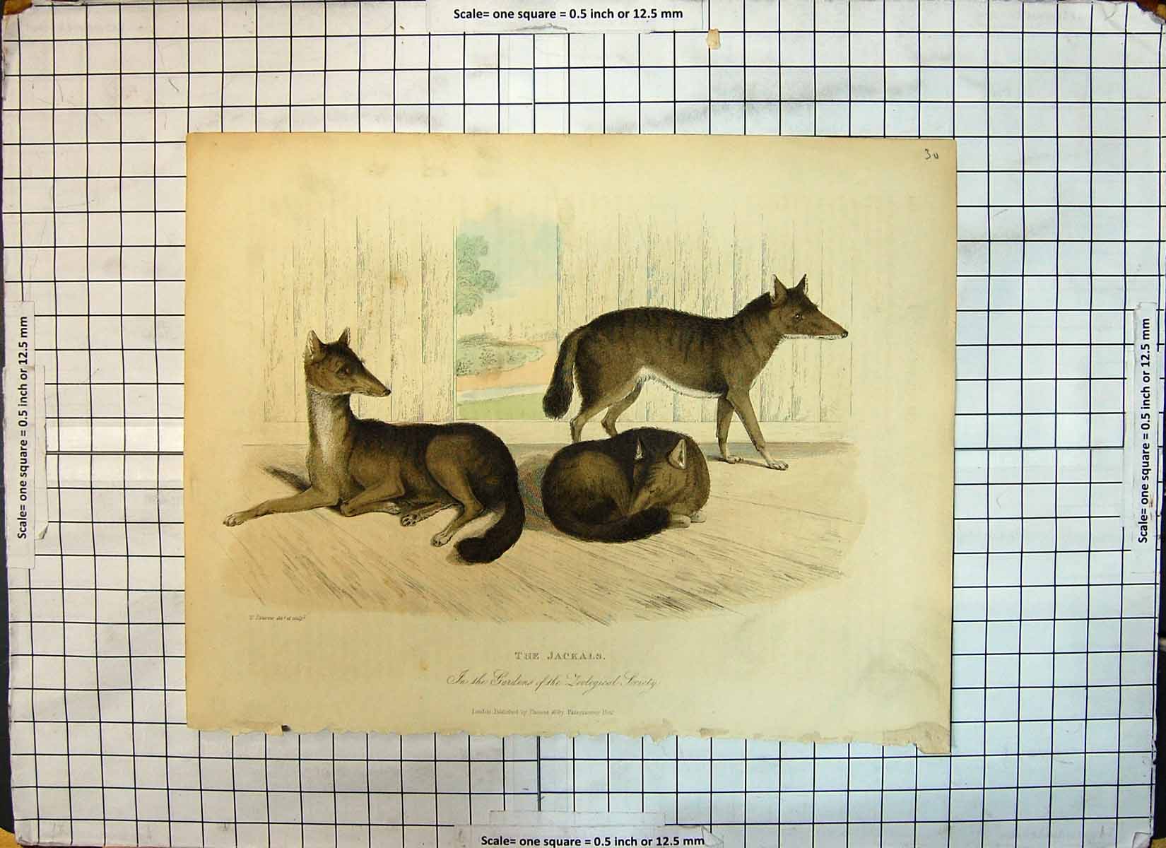 Original Old Antique Print Jackals Zoological Society Gardens Animals