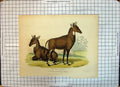 Original Old Antique Print Colour Nyl-Ghuas Zoological Society Gardens Animals