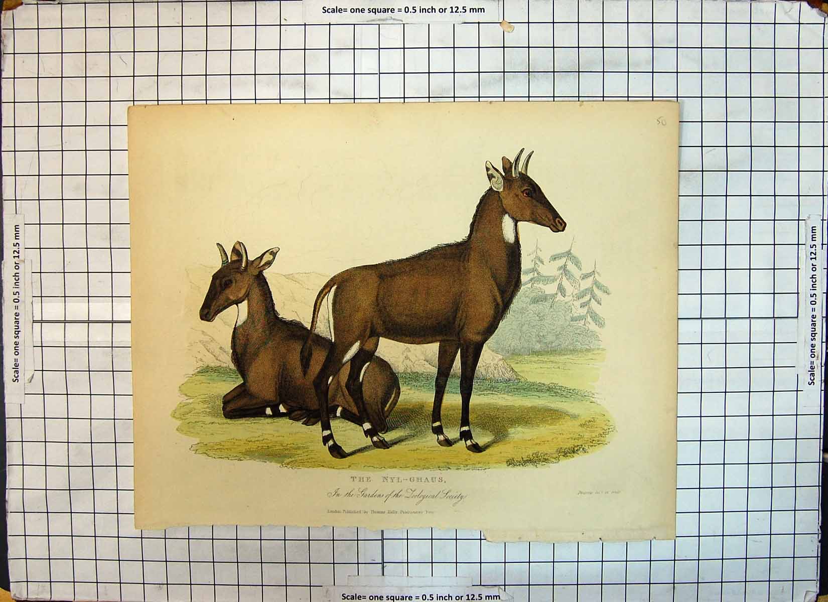 Original Old Antique Print Colour Nyl-Ghuas Zoological Society Gardens Animals