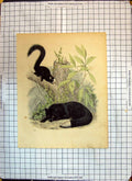 Original Old Antique Print Colour Black Animal White Tail Nature Scene