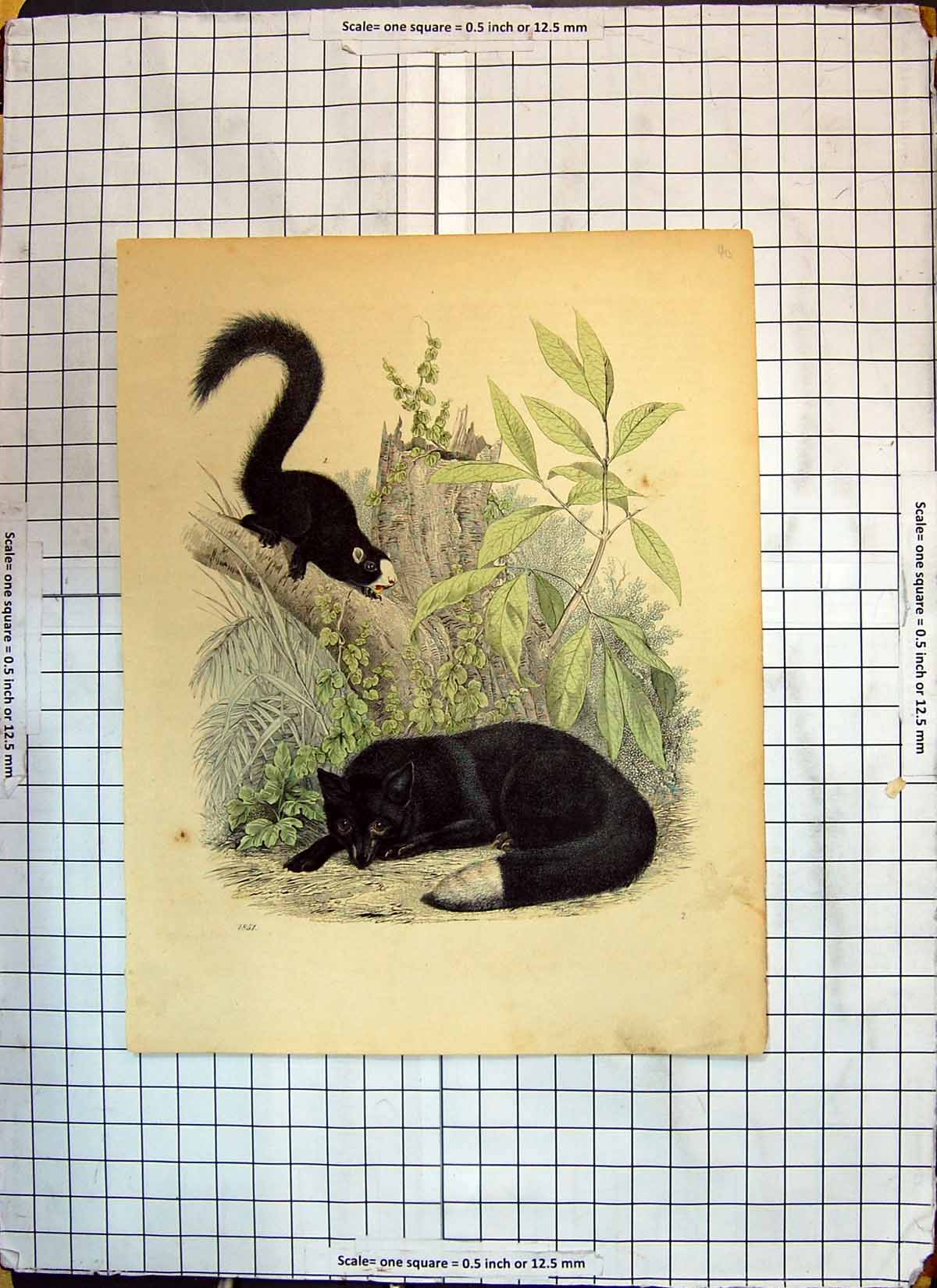 Original Old Antique Print Colour Black Animal White Tail Nature Scene
