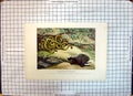 Original Old Antique Print 1810 Porcupine Snakes Animals Howitt Napoleonic Era