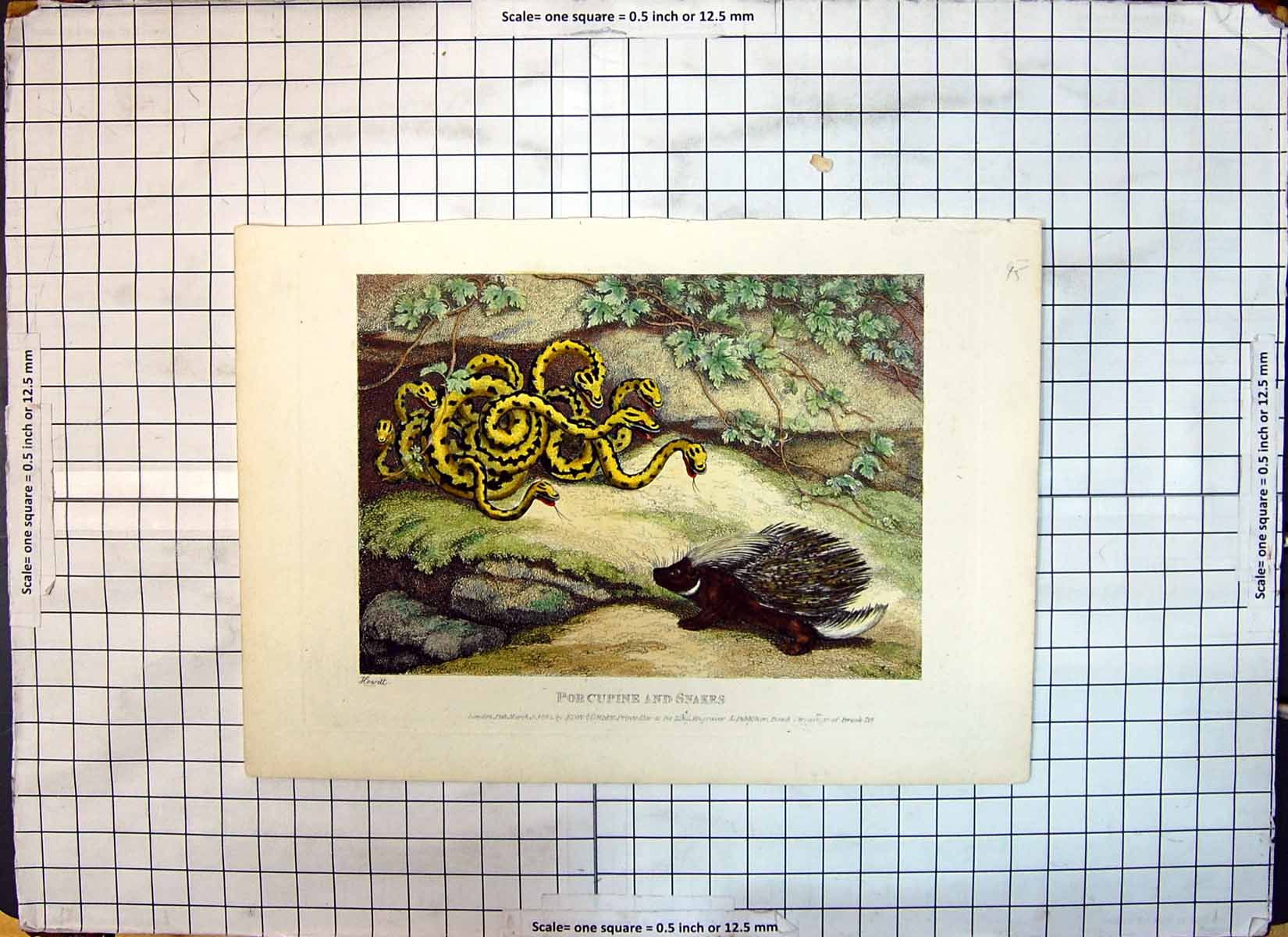 Original Old Antique Print 1810 Porcupine Snakes Animals Howitt Napoleonic Era