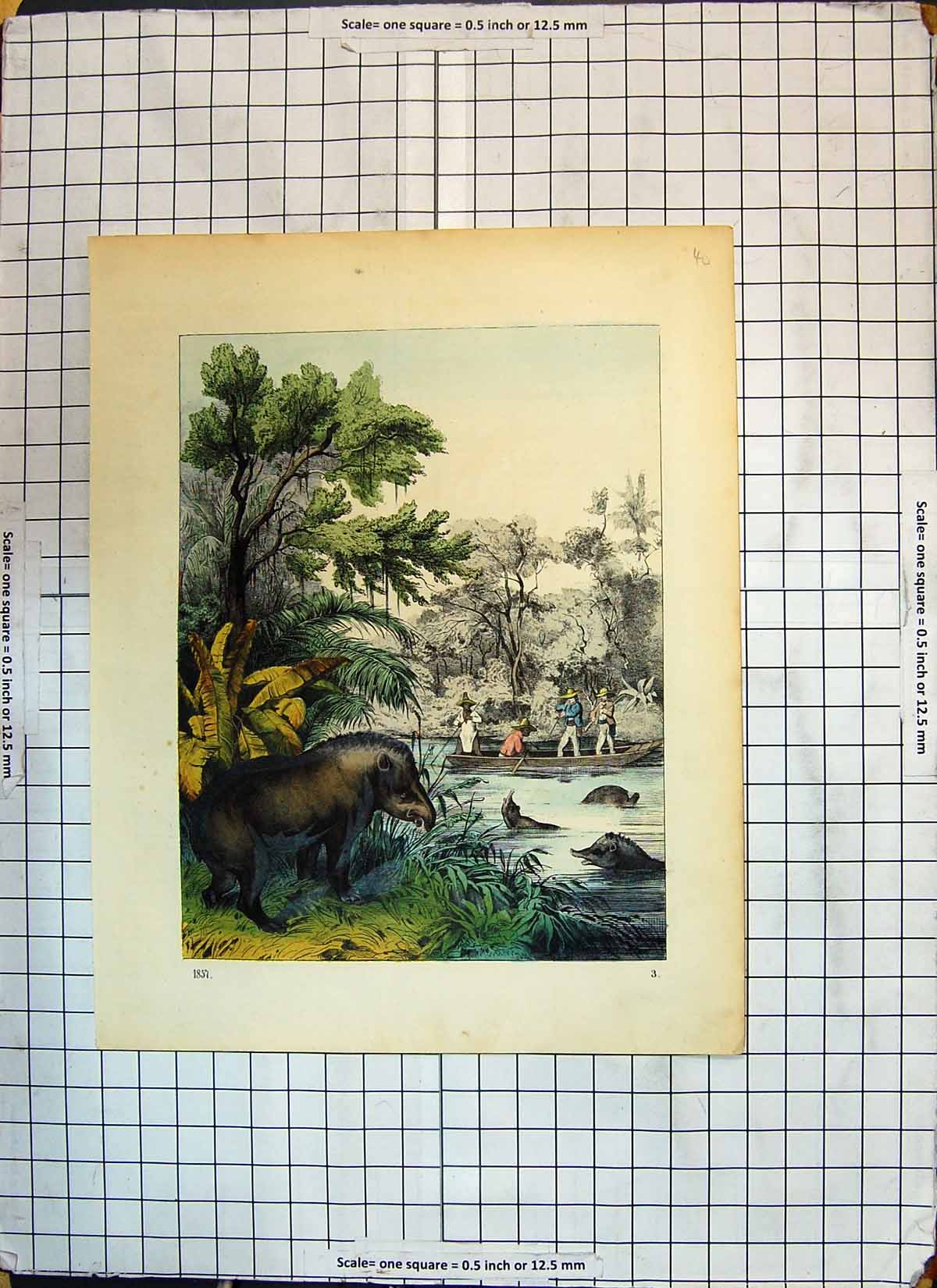 Original Old Antique Print Colour Men River Boat Animals Trees Nature