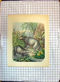 Original Old Antique Print Colour Animals Nature Trees Flowers Plants
