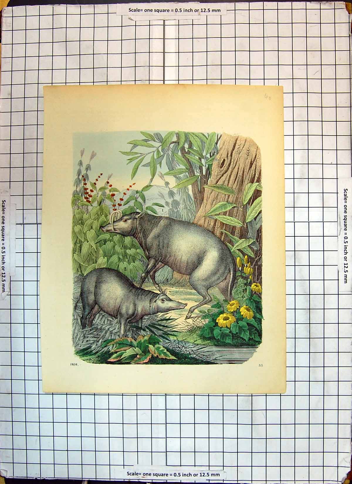 Original Old Antique Print Colour Animals Nature Trees Flowers Plants