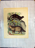 Original Old Antique Print Colour Animals Wild Cats Trees Flowers Nature