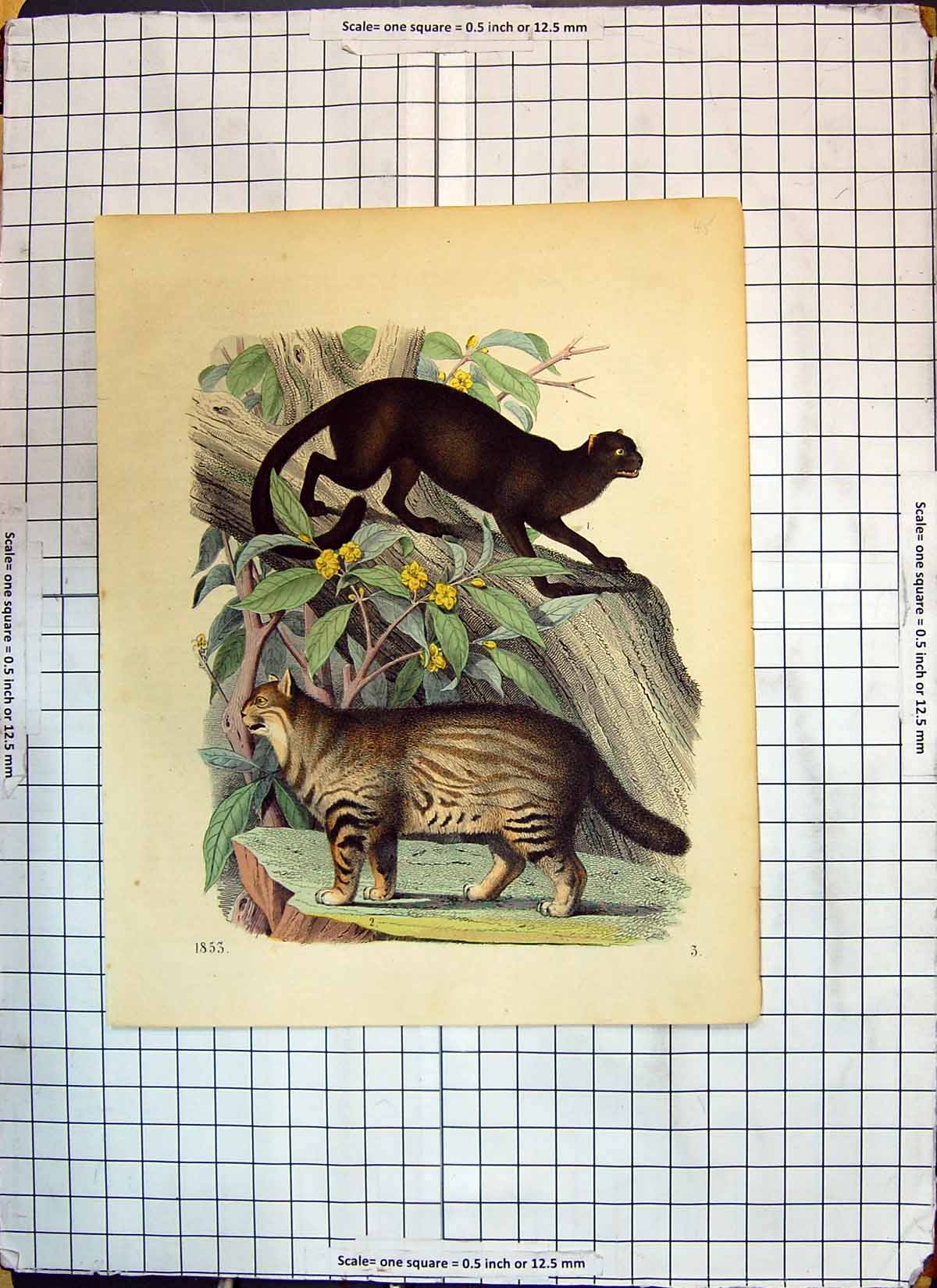 Original Old Antique Print Colour Animals Wild Cats Trees Flowers Nature
