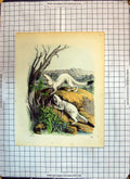 Original Old Antique Print Colour Animals Rodents River Scene Trees Insects