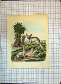 Original Old Antique Print Colour Animals Big Ears Dead Bird Nature