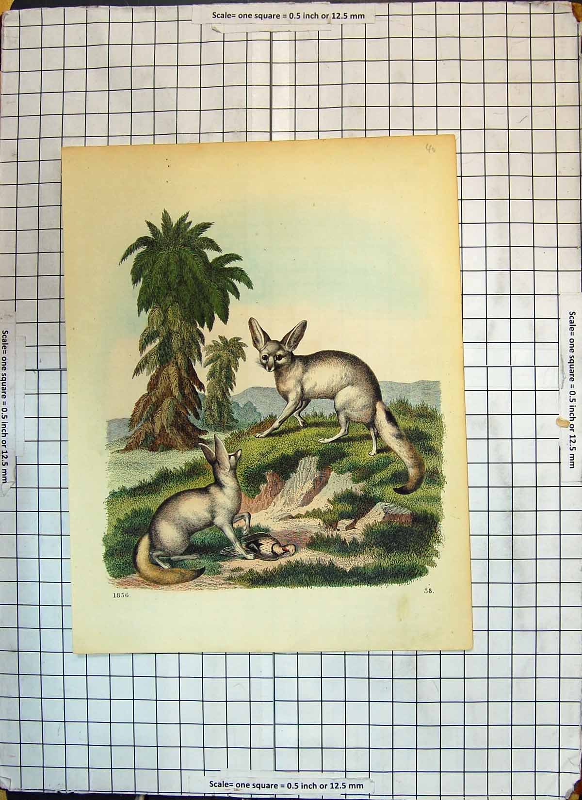 Original Old Antique Print Colour Animals Big Ears Dead Bird Nature