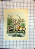 Original Old Antique Print Colour Animals Antelopes River Scene Nature